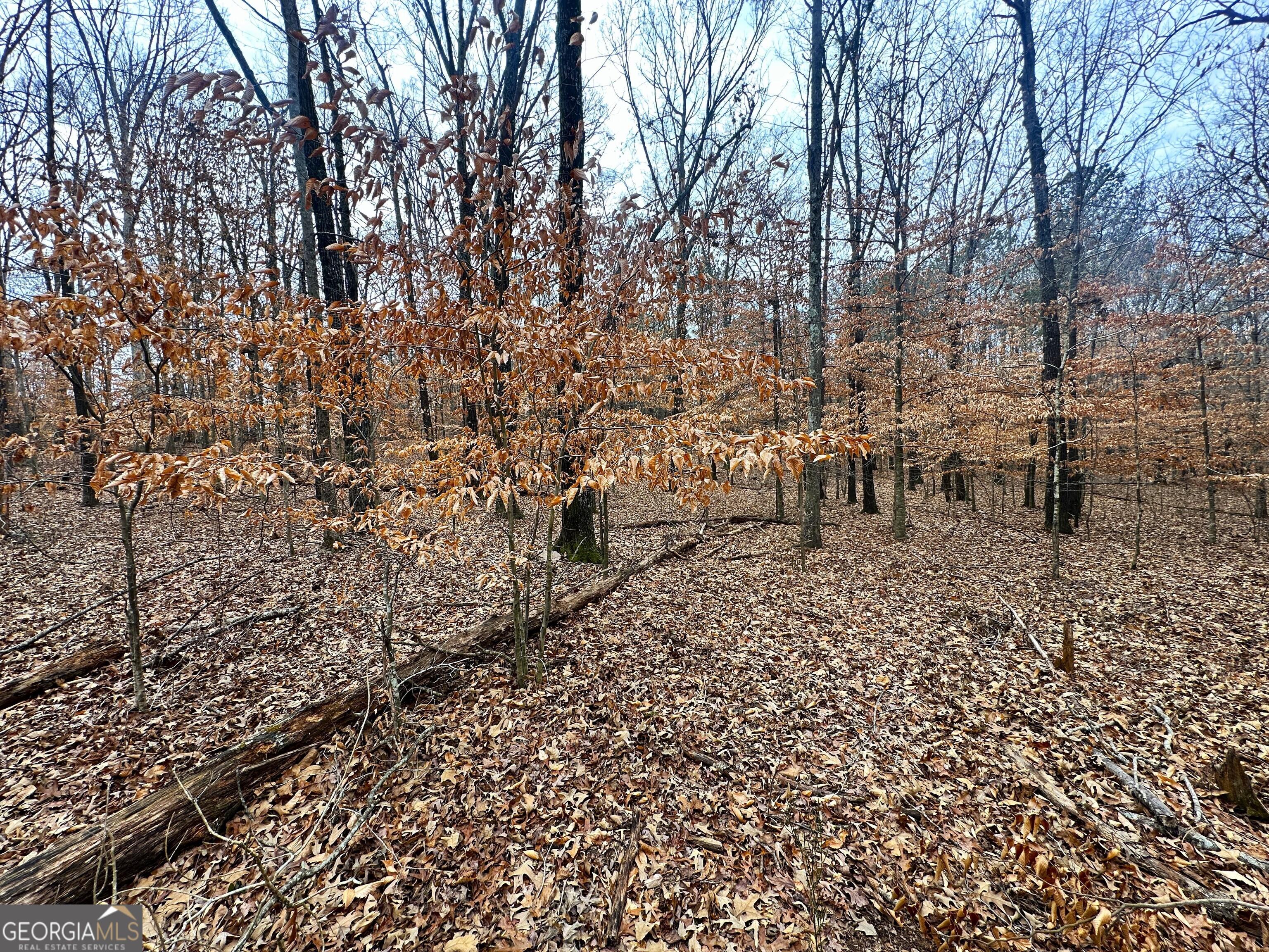 Photo #17