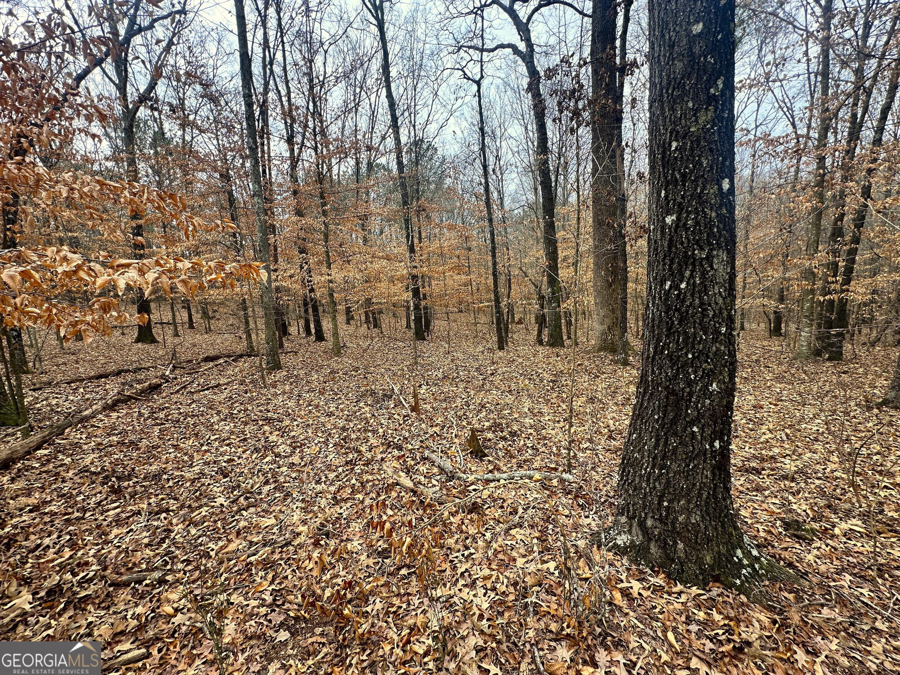 Photo #10