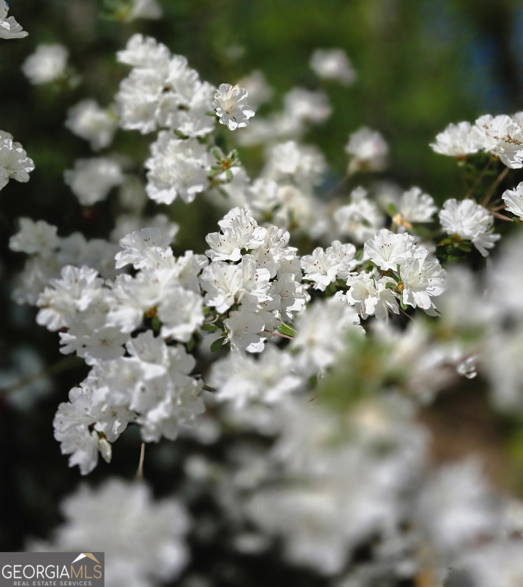 Photo #74