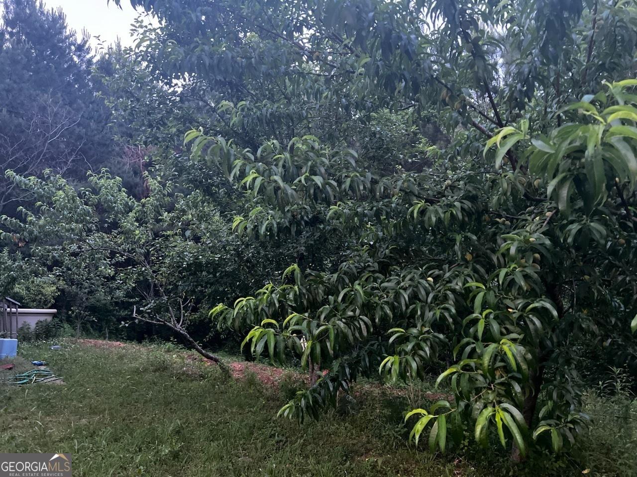 Photo #42