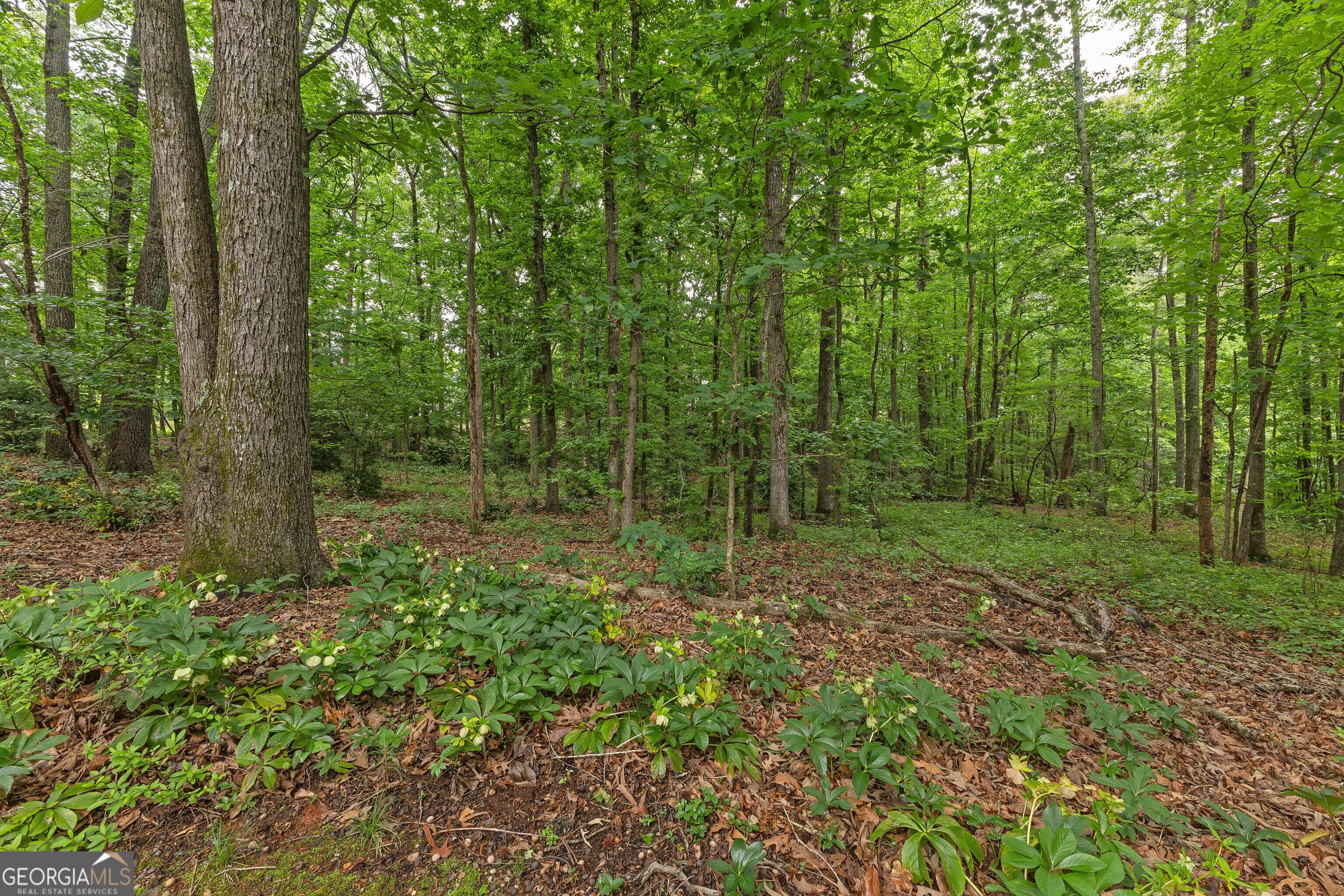 Photo #41