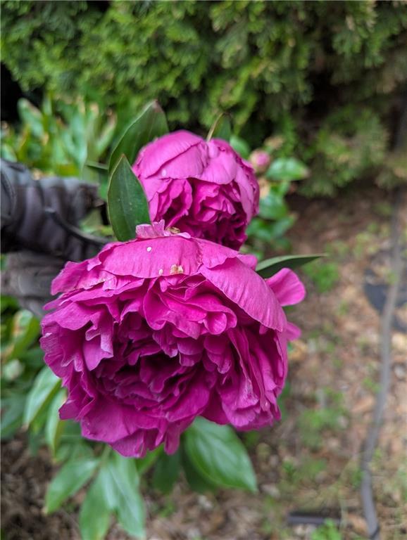 Photo #36