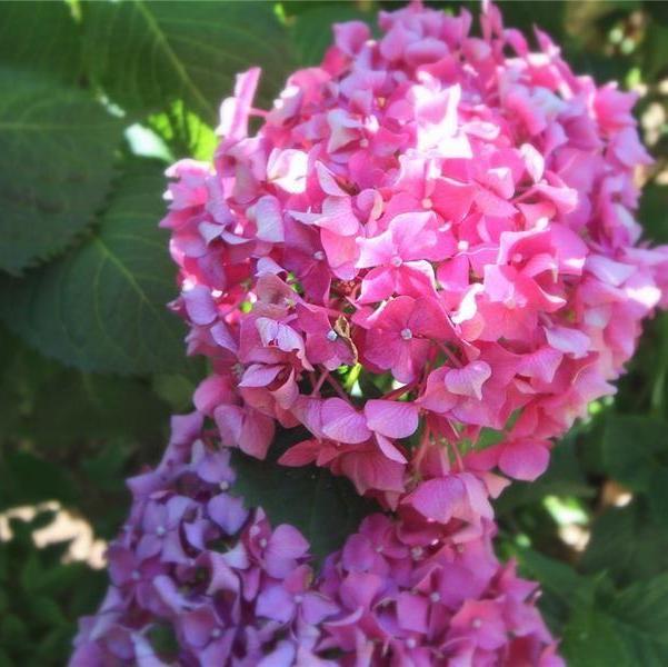 Photo #65