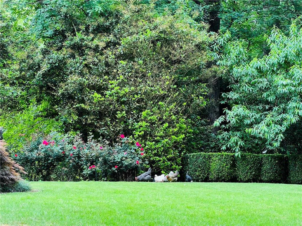 Photo #31