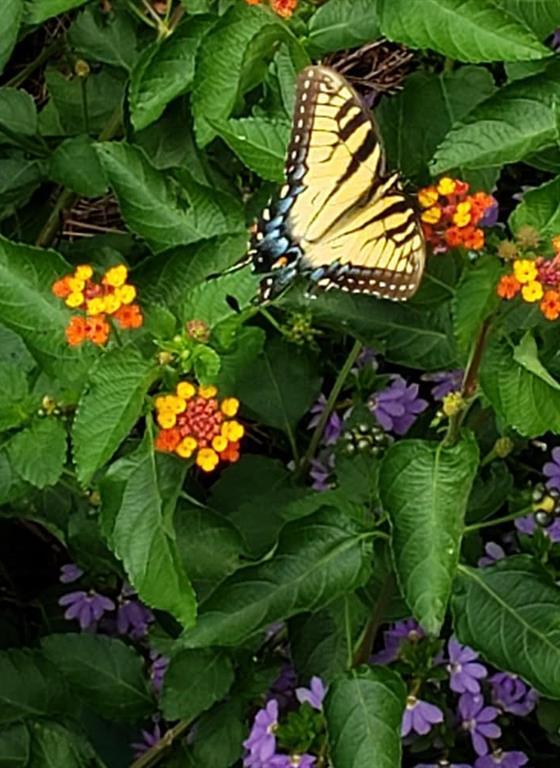 Photo #63