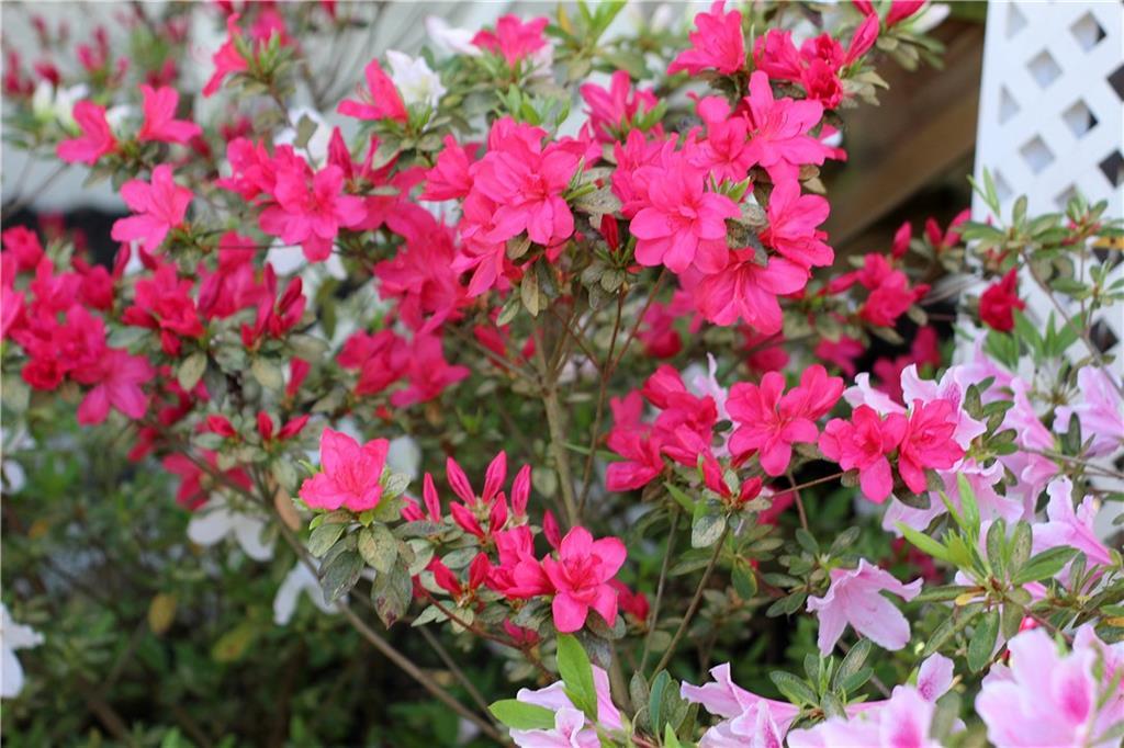 Photo #52