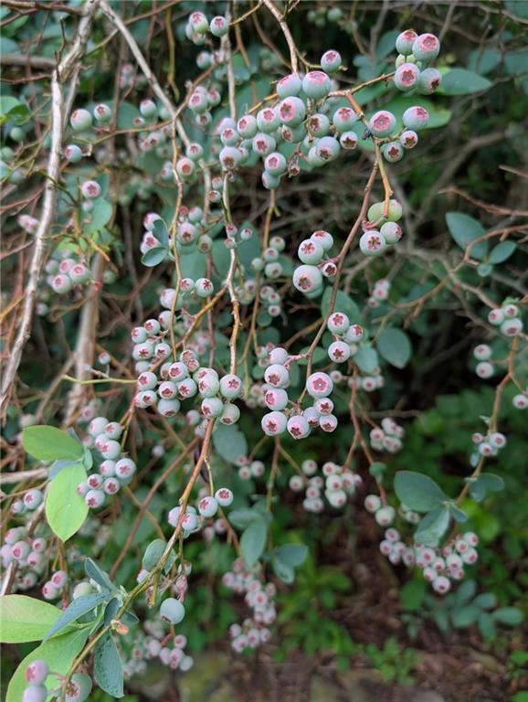 Photo #58