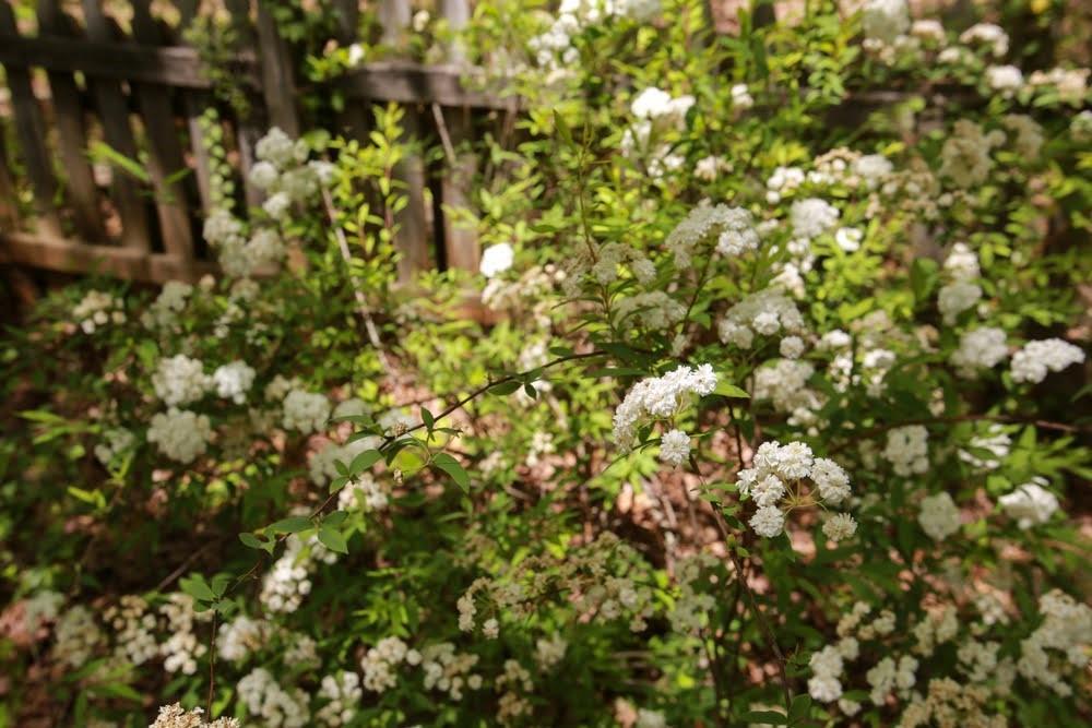 Photo #48