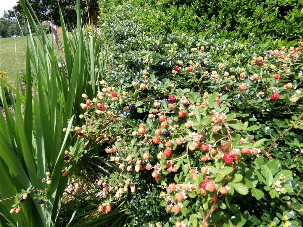 Photo #34