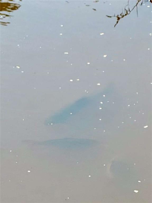 Photo #60