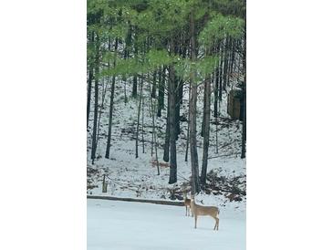 Two deer in snowy backyard with pine trees at 3554 Umatilla Sw Ln, South Fulton, GA 30331