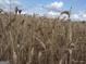 Detailed close-up of a mature wheat field ready for harvest, showcasing golden stalks under a sunny sky at 0 Hawkins Academy Rd, Social Circle, GA 30025