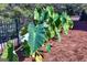 Lush landscaping featuring elephant ear plants along a black iron fence and decorative pine straw at 242 Kirkley Rd, Tyrone, GA 30290