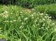 White irises in full bloom at 1753 Brenda Dr, Jonesboro, GA 30236