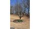 Landscaped backyard featuring a tree surrounded by daffodils and a lawn of dormant grass at 213 Meridian Dr, Stockbridge, GA 30281
