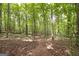 Path through a dense forest with tall trees at 731 Airline Rd, Mcdonough, GA 30252