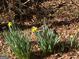 Daffodils in bloom near the property at 1178 King Rd, Riverdale, GA 30296