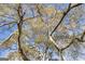 Beautiful tree canopy with blue skies creating a sense of privacy at 86 Victoria Dr, Moreland, GA 30259