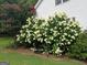 Lush landscaping with white hydrangeas adds natural beauty to the home's exterior and curb appeal at 245 Longshore Way, Fayetteville, GA 30215