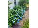 Lush hydrangea bushes with vibrant blue flowers adorn this well-maintained garden landscape at 245 Longshore Way, Fayetteville, GA 30215