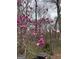 Blooming magnolia tree in the yard of the property at 102 Pinegate Rd, Peachtree City, GA 30269