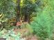 Two young deer are seen on the wooded lot at 102 Pinegate Rd, Peachtree City, GA 30269