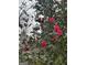 Blooming camellias add color to the garden of this home at 102 Pinegate Rd, Peachtree City, GA 30269