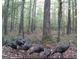 Wild turkeys are seen foraging in the woods on the property at 337 Paynes Lake Rd, Carrollton, GA 30116