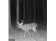 Night-vision image of a deer on the property in the forest at 337 Paynes Lake Rd, Carrollton, GA 30116