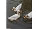 Three white ducks swimming together in the water, creating a peaceful scene at 50 Birch Rd, Covington, GA 30014