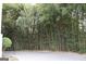 Exterior of a home featuring a dense bamboo thicket, offering privacy and a natural aesthetic at 337 Lakeshore Dr, Berkeley Lake, GA 30096