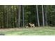Secluded backyard view with deer grazing in a peaceful, wooded setting; privacy and nature at its finest at 85 Crabapple Ridge Dr, Oxford, GA 30054