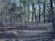 Tree-filled backyard covered in fallen leaves, creating a serene woodland setting for nature lovers at 114 Rolling Grn, Peachtree City, GA 30269