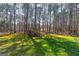 A verdant backyard with lush, mossy ground cover and stately trees at 707 Orleans Trce, Peachtree City, GA 30269