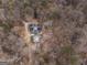 Aerial view features a large home with an empty pool surrounded by trees and overgrown landscaping at 650 Malcom Rd, Covington, GA 30014