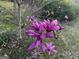 Vibrant purple saucer magnolia flower blooming adds color and beauty to the property's landscaping at 398 Lockridge Ln, Lawrenceville, GA 30046