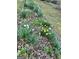 Close up view of a flower garden with mulch and daffodils at 398 Lockridge Ln, Lawrenceville, GA 30046