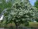 A large flowering tree full of white blossoms blooms in the backyard at 365 Grand Teton Cir, Fayetteville, GA 30215