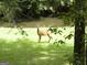 Lush backyard with a deer, green grass, and view of the creek at 2316 Emerald Dr, Jonesboro, GA 30236