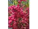 Close-up of a vibrant pink Azalea Bush blooming in the landscape of the backyard at 210 Sweetwater Dr, Fayetteville, GA 30214