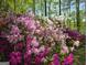 Lush garden featuring a vibrant mix of colorful azaleas in full bloom at 210 Sweetwater Dr, Fayetteville, GA 30214