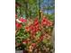 Vibrant coral azaleas add a splash of color to the greenery at 210 Sweetwater Dr, Fayetteville, GA 30214