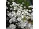 Close-up of delicate white azalea blossoms, showcasing their intricate details at 210 Sweetwater Dr, Fayetteville, GA 30214