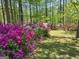 Vibrant azalea bushes in full bloom add a splash of color to the lush green landscape at 210 Sweetwater Dr, Fayetteville, GA 30214
