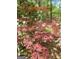 Close-up of vibrant Japanese maple leaves, adding a touch of elegance at 210 Sweetwater Dr, Fayetteville, GA 30214