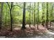 Scenic wooded area with towering trees and peaceful surroundings at 206 Pine Cedar Cir, Brooks, GA 30205