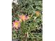 View of flowering plants featuring pink and yellow blooms at 395 Hood Ave, Fayetteville, GA 30214