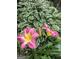 View of flowering plants featuring pink and yellow blooms at 395 Hood Ave, Fayetteville, GA 30214