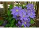 A beautiful collection of purple clematis in bloom, adorning the fence with vibrant color and lush greenery at 1252 Heritage Dr, Villa Rica, GA 30180