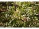 Charming garden featuring delicate white blossoms and lush green foliage, creating a serene natural retreat at 1252 Heritage Dr, Villa Rica, GA 30180